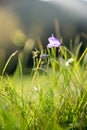 Cute fresh flowers in spring, colourful summer wildflowers meadow Royalty Free Stock Photo