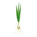 Cute fresh green onion cartoon character