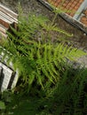 Cute fresh pretty green leaves on the rooftop