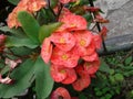 Cute fresh red flowers in the park