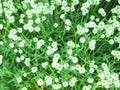 The cute and fresh spring background of the small white flowers. Selective focus. Royalty Free Stock Photo