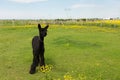 Cute freshly shorn black alpaca standing munching grass in fenced enclosure