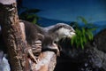 Cute freshwater otter Royalty Free Stock Photo