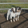 Australian Shepherd Puppy and Goat Kid in a Corral Royalty Free Stock Photo