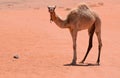 A cute friendly baby camel calf in Wadi Rum Desert Royalty Free Stock Photo