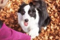 Girl shaking border collie dog paw