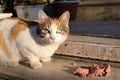 Cute Friendly Brown and White Cat Eating