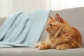 Cute friendly cat lying on sofa