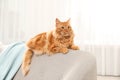 Cute friendly cat lying on sofa