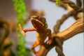 Cute friendly chameleon