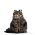 Cute friendly classic tabby Siberian cat kitten on white background Royalty Free Stock Photo