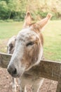 A Cute Friendly Donkey Says Hello