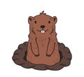 Cute groundhog looking out from the burrow on white background. Groundhog day. Line vector illustration. Colored cartoon Royalty Free Stock Photo