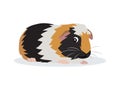 Cute friendly guinea pig icon isolated on white background, small fluffy rodent pet, vector illustration Royalty Free Stock Photo