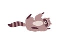 Cute friendly raccoon wallowing on his back flat vector illustration isolated.