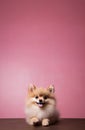 Cute friendly red fluffy spitz dog showing tongue on pink background, favorite Easter pet, copy space