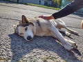 Cute friendly tired siberian husky dog sleeping on the street.