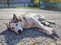 Cute friendly tired siberian husky dog sleeping on the street.