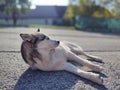 Cute friendly tired siberian husky dog sleeping on the street.