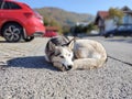 Cute friendly tired siberian husky dog sleeping on the street.