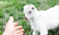 Cute friendly white baby goat in green grass of meadow. Royalty Free Stock Photo