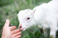 Cute friendly white baby goat in green grass of meadow. Royalty Free Stock Photo