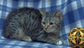 Cute frightened tabby kitten on a blue