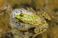 A cute frog in lake