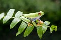 A cute frog is perched on a green leaf Royalty Free Stock Photo