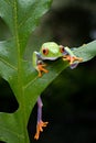 A cute frog is perched on a green leaf Royalty Free Stock Photo