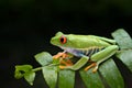 A cute frog is perched on a green leaf Royalty Free Stock Photo