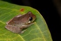 Cute frog resting on leaf Royalty Free Stock Photo