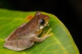 Cute frog resting on leaf Royalty Free Stock Photo