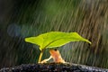 A cute frog is sheltering under a leaf during heavy rain in the forest
