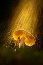 A cute frog is sheltering under a mushroom in the rain