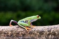 cute frog walking on tree branch Royalty Free Stock Photo