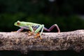 A cute frog is walking on a tree branch in the garden Royalty Free Stock Photo