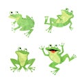 Cute frogs set. Vector illustration of green watercolor frog