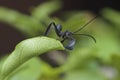 A cute front leaf legged beetle