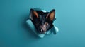 cute fruit bat peeking through a hole Royalty Free Stock Photo