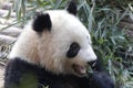 Closed-up Fluffy Giant Panda is Eating Bamboo Leaves with her Cub, Chengdu , China Royalty Free Stock Photo