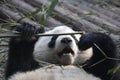 Closed-up Fluffy Giant Panda is Eating Bamboo Leaves with her Cub, Chengdu , China Royalty Free Stock Photo