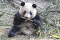 Fluffy Giant Panda is Eating Bamboo Leaves with her Cub, Chengdu , China Royalty Free Stock Photo