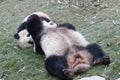 Mother Giant Panda is Playing Fighting with her Cub, Chengdu , China Royalty Free Stock Photo