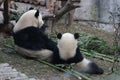 Mother Giant Panda is Eating Bamboo Leaves with her Cub, Chengdu , China Royalty Free Stock Photo