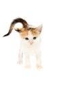 Cute and funny, angry looking, white calico two months old kitten with puffy tail isolated on white background Royalty Free Stock Photo