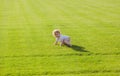 Cute funny baby boy learning to crawl step, having fun playing on the lawn in the garden. Warm spring time in the park. Royalty Free Stock Photo