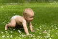 Cute funny baby boy wearing a diaper learning to crawl, having fun playing on the lawn watching summer flowers in the garden Royalty Free Stock Photo