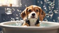 Cute funny Beagle puppy bathes in a basin the bathroom