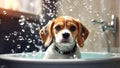 Cute funny Beagle puppy bathes in a basin the bathroom soap bubbles
